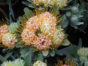 piante australiane leucospermum