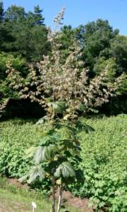 piante gigantesche Macleaya cordata