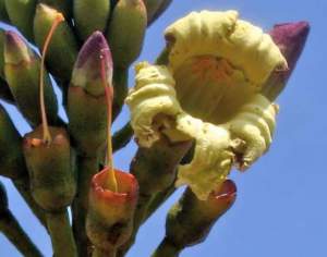 fiori sera Oroxylum indicum