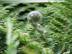 piante gigantesche Polystichum setiferum
