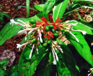 Apocynacee Rauwolfia serpentina