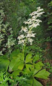 piante gigantesche Rodgersia podophylla