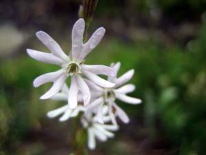 fiori sera Silene nocturna