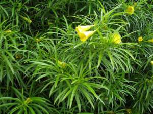 Apocynacee Thevetia peruviana