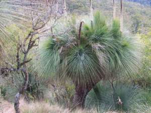 piante australiane Xanthorrhoea