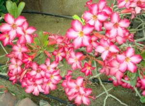 Apocynacee adenium obesum