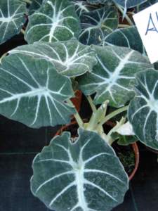 piante velenose alocasia