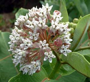 Apocynacee asclepias syriaca
