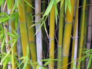 bambu bambusa