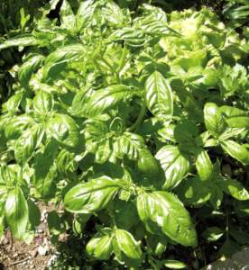 basilico genovese