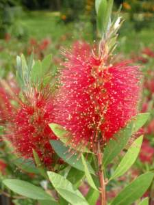 piante australiane callistemon