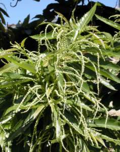 castagneto fiori maschili
