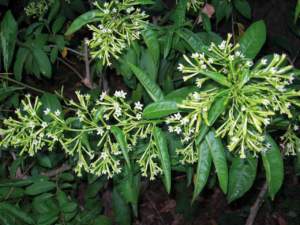 fiori sera cestrum nocturnum