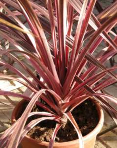 piante australiane Cordyline 'Pink'