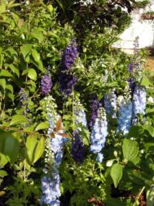piante velenose delphinium