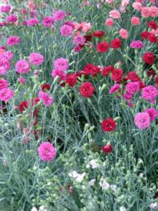 garofano dianthus rosso rosa