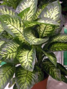 piante velenose dieffenbachia