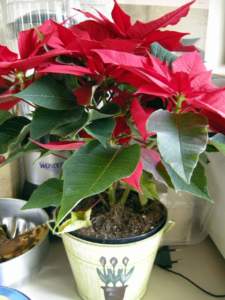 piante velenose stella di Natale