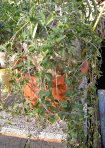 Apocynacee Fockea edulis cauliformis