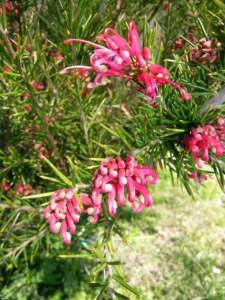 piante australiane grevillea