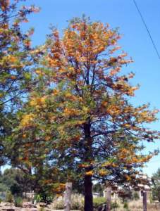 piante australiane grevillea robusta