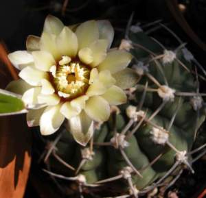 grassa non fiorisce gymnocalycium ragonesi