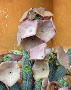 Apocynacee Hoodia