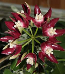 Apocynacee Hoya imperialis