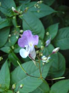 impatiens balfourii