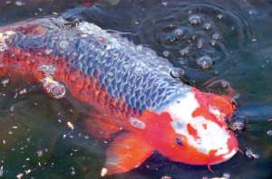 carpe koi