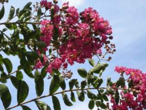 Lagerstroemia a fiori rossi