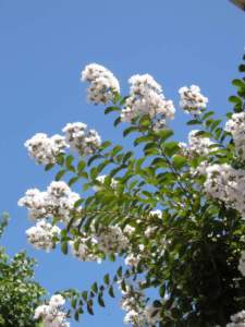 Lagerstroemia a fiori bianchi