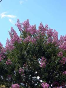 lagerstroemia fiori lilla