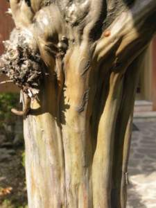 lagerstroemia corteccia