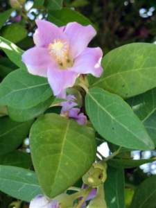 piante australiane lagunaria patersonii