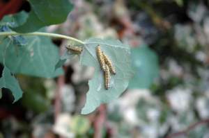 parassiti animali orto bruchi cavolaia