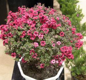 piante australiane leptospermum