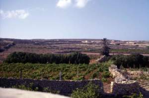 lampedusa coltivazioni
