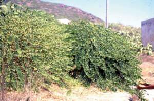 linosa capperi