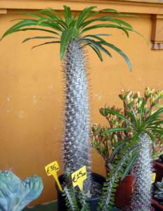 Apocynacee Pachypodium lamerei