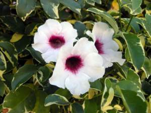 piante australiane pandorea