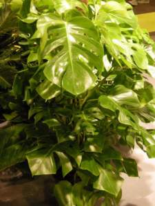 piante velenose filodendro