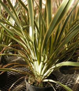 piante australiane Phormium