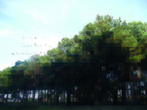 pini pinus pinaster