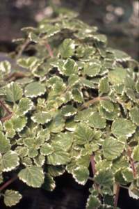 piante australiane plectranthus