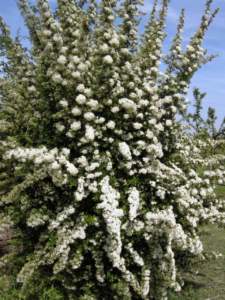 piracanta agazzino fiori bianchi
