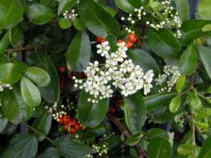 piracanta agazzino fiori bianchi bacche rosse