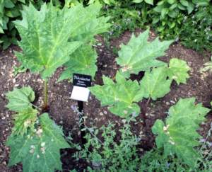 piante gigantesche Rheum palmatum
