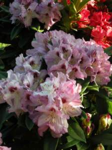 piante velenose rododendro