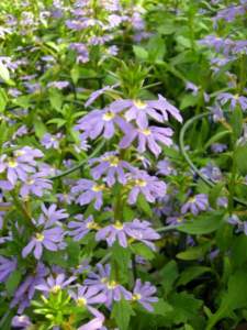 piante australiane scaevola